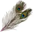 Frödin Peacock Eye Feathers Evil Magenta Evil Magenta