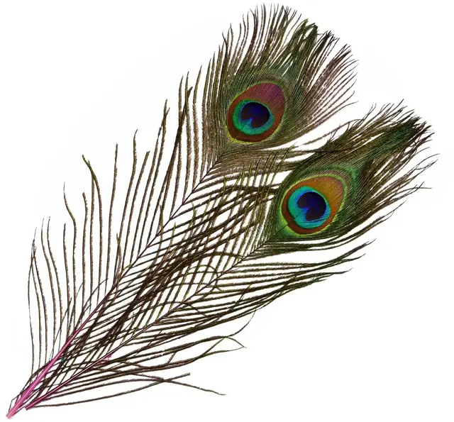 Frödin Peacock Eye Feathers Evil Magenta Evil Magenta 